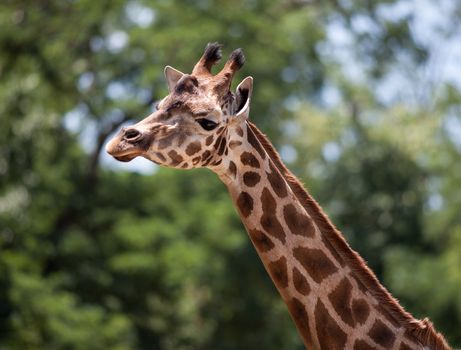 Portrait of a young giraffe on nature background