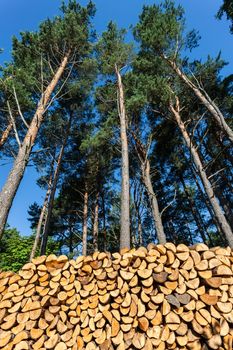 Pines and pile of wood logs ready for winter