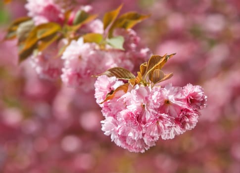 Sakura. Cherry blossom branch with beautiful soft nature background. Shallow DOF