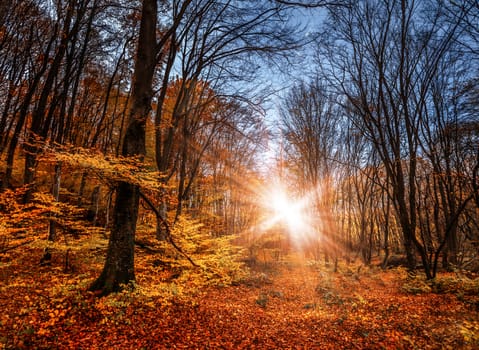 Sun rays in the misty autumn forest