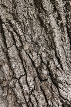Old tree bark for natural textured background