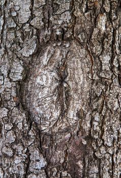Old tree bark for natural textured background