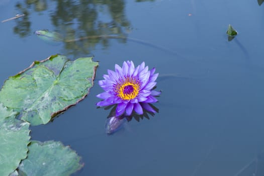 Purple lotus flower in a pond next to water lilies