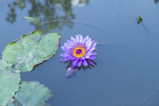 Purple lotus flower in a pond next to water lilies