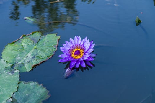 Purple lotus flower in a pond next to water lilies