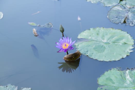 Purple lotus flower in a pond next to water lilies