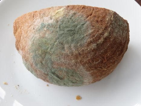 piece of bread covered by mold