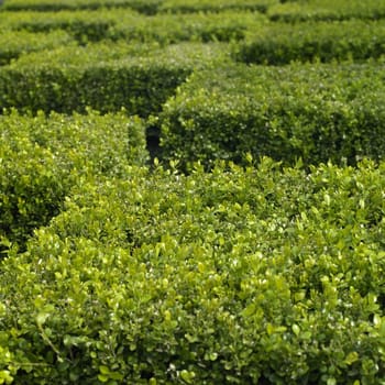 Green ttaggered trimmed hedge top cubes