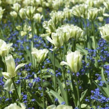 Bed of white tulips and delicate deep blue flowers