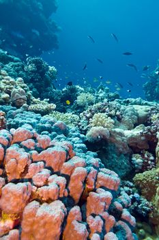 coral reef with stony corals at the bottom of tropical sea