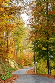 bright colored trees in autumn park