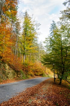 bright colored trees in autumn park