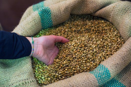 Hand touching coffee beans inside the jute bag