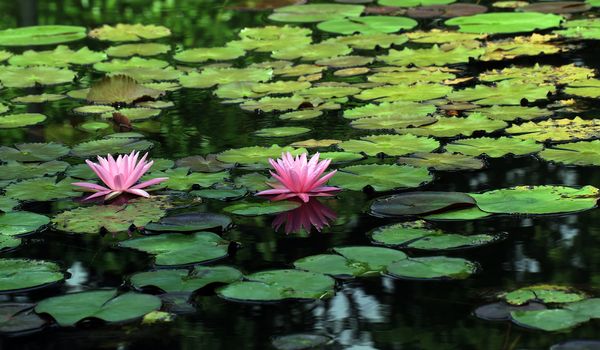 beautiful lotus flower in the pond