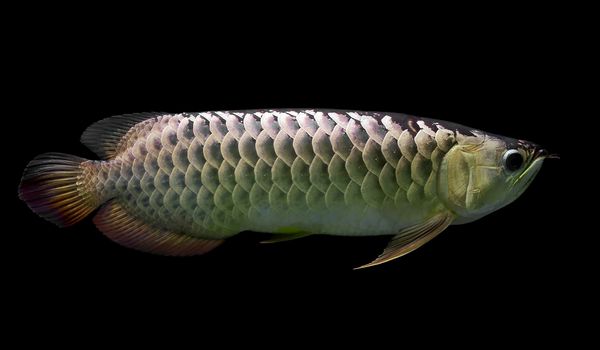 beautiful arowana on black background  