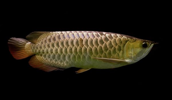 beautiful arowana on black background  