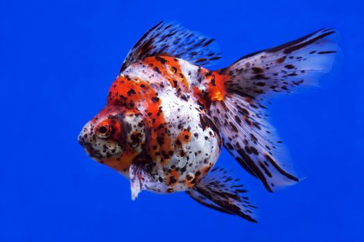 beautiful goldfish in the aquarium      