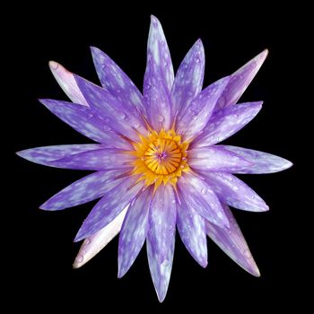 beautiful lotus flower on black background