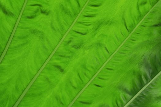 Green leaf as background or texture