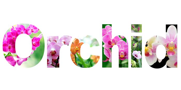 word orchid on white background 