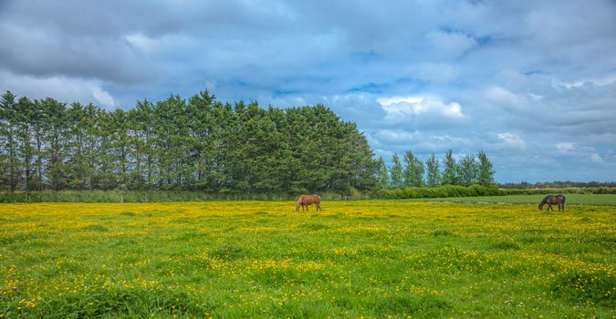 Two horses feeding in a field of wildflower