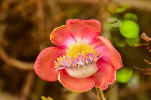 Cannonball flowers tree