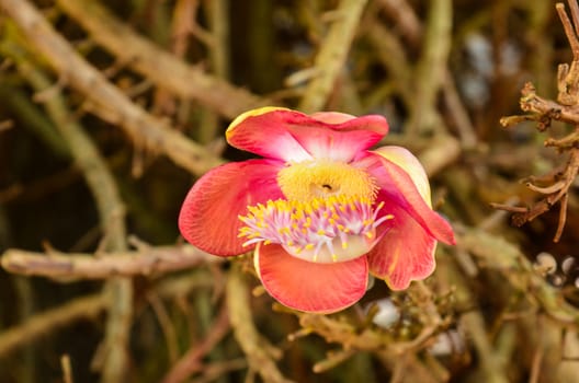 Cannonball flowers tree