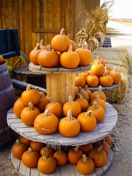 Bright orange pumpkins at havest in California