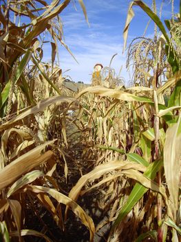 Harvest scarecrow in corn maze