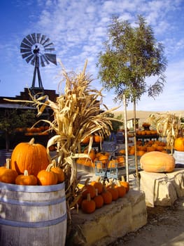 Harvest pumpkins at California fruit stand