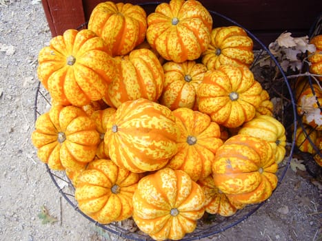 Fall season orange gourds