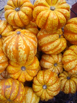 Striped harvest gourds