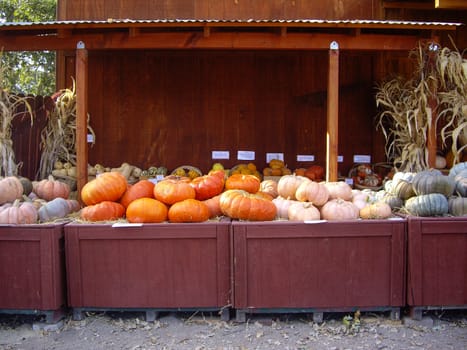 Pumpkins and gourds at produce stand California