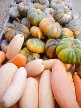 Gourds of many colors