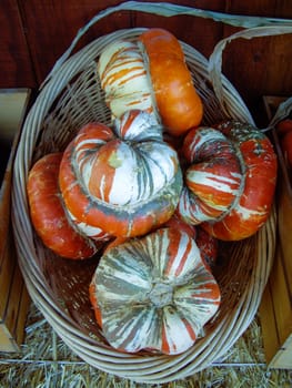 Colorful gourds of Fall in California