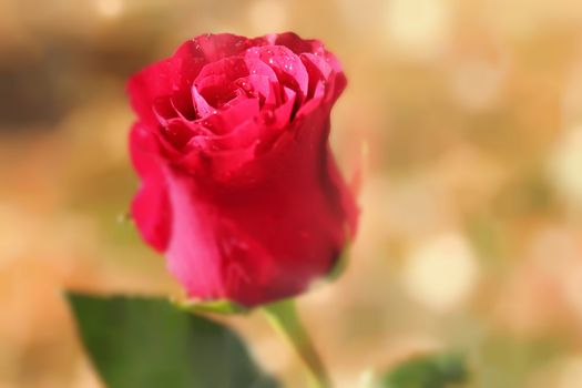 Romantic pink victorian rose with water drops and shallow depth of field