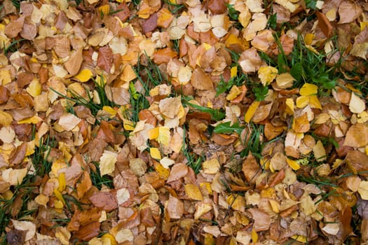 The foliage in the background. Autumn bright leaves on the ground
