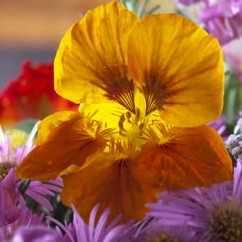 Orange flower in close up, square image