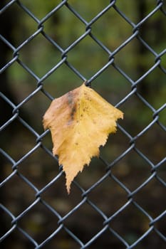 Autumn leaf birch in the fence. Closeup