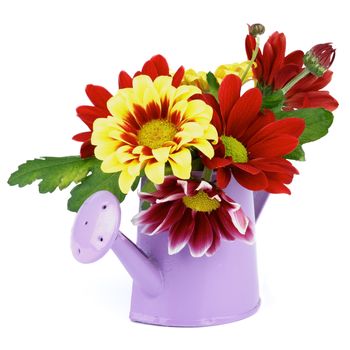 Bunch of Yellow and Red Daisy Chrysanthemum (Chrysantheme) with Leafs and Buds in Purple Watering Can isolated on white background