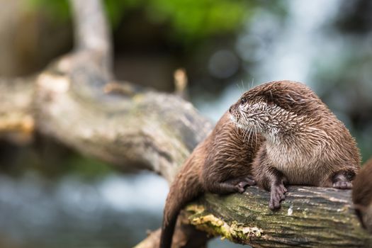 An oriental small-clawed otter / Aonyx cinerea / Asian small-clawed otter