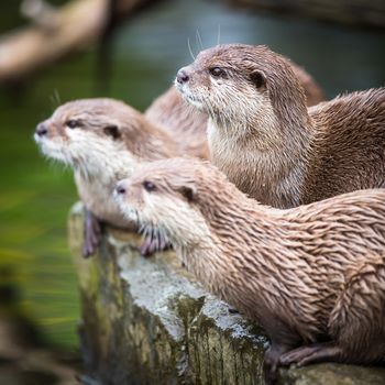 An oriental small-clawed otter / Aonyx cinerea / Asian small-clawed otter