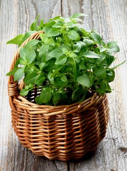 Fresh Raw Green Basil Leaves in Wicker Basket isolated on Rustic Wooden background