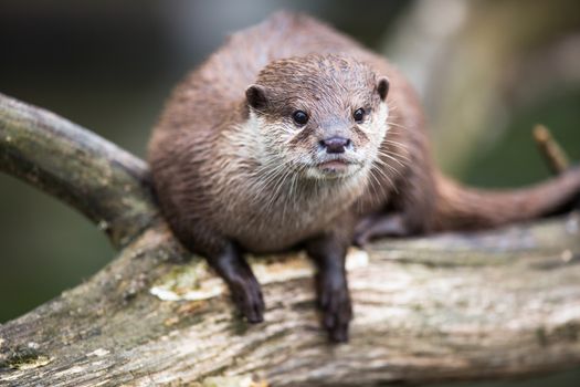 An oriental small-clawed otter / Aonyx cinerea / Asian small-clawed otter