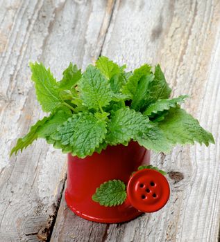 Bunch of Perfect Fresh Green Lemon Balm Leafs in Red Watering Can isolated on Rustic Wooden background