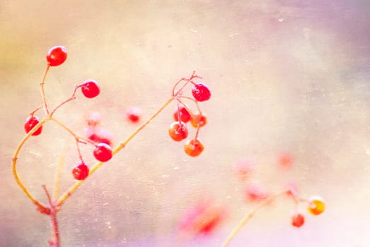 Rowan branch on a light red background, artwork in painting style