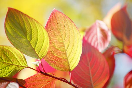 Colorful autumn leaves on tree outdoors, close-up view