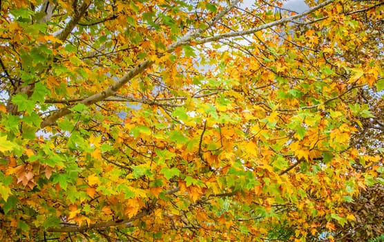 Abstract Foliage Background, Beautiful Tree Branch In Autumnal Forest