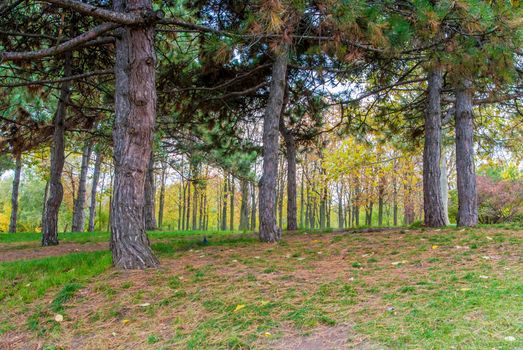 Autumn Landscape. Park in Autumn. Background of autumn leaves.