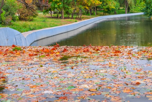 Autumn leaves in water, in the autumn park